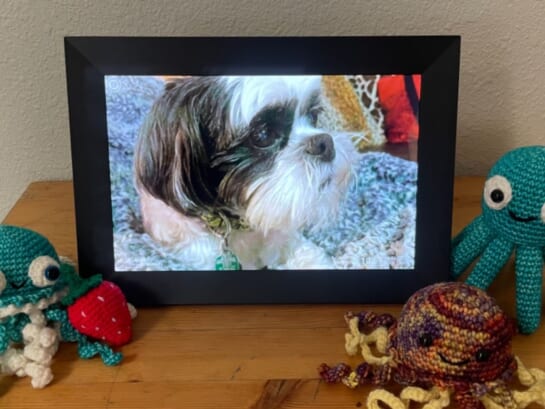 Digital Picture Frame Only $35.99 Shipped for Amazon Prime Members (Reg. $80)